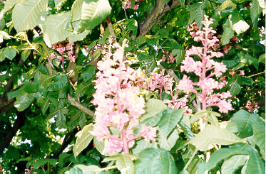 The blooming chessnuts of Paris